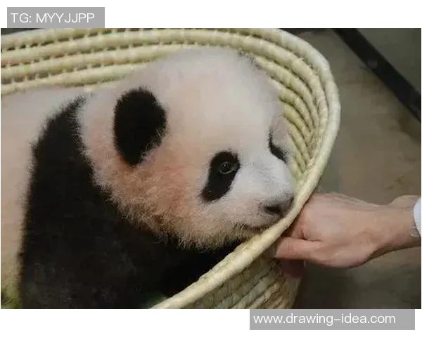 足球明星偶遇金丝熊的奇妙瞬间与动物保护的深刻思考